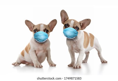 Sitting Puppy Dogs Wearing PPE Mask