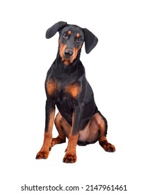 Sitting puppy of tan-and-black German Pinscher or Doberman Pinscher isolated on a white background
