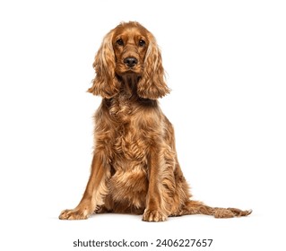 Sitting red English Cocker looking at the camera, isolated on white