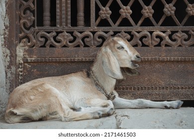 Sitting Sad Goat At The Door