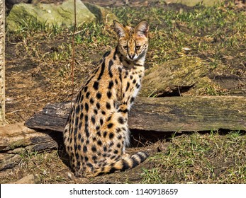 Sitting Serval, Leptailurus Serval