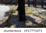 sitting in the shadow of 2 trees on a hot, sunny summer day, along a river, protected by a fence.