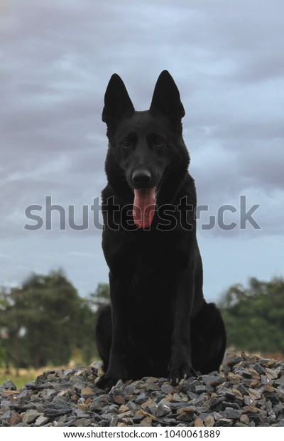 Sitting Shortcoat Solid Black German Shepherd Stock Photo Edit