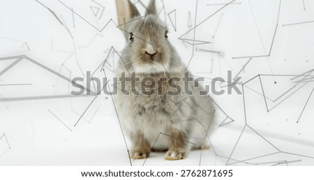 Sitting small grey-brown rabbit facing camera on white backdrop, soft shadow and geometric overlay. Lagomorph, fluffy, studio, centered, minimalist, highkey, gridlines