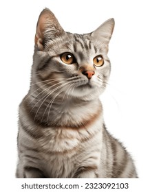 Sitting sweety cat looking aside. Portrait on transparent background.	
					