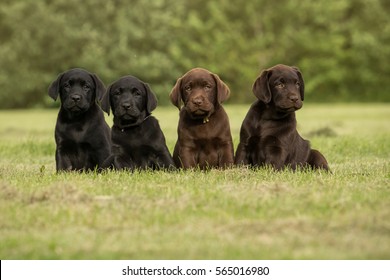 Sitting two black and two chocolate labrador retriever puppies 