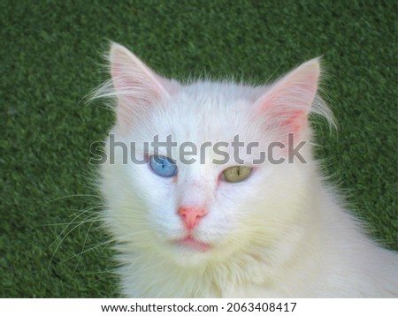 Sitting Van cat with different colored eyes.                   