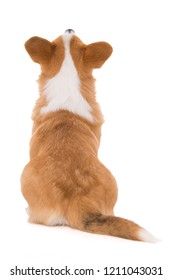 Sitting Welsh Corgi Dog From Behind Looking Up Isolated On White Background