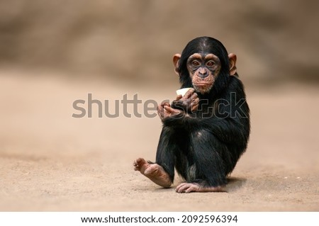 sitting west african chimpanzee baby relaxes