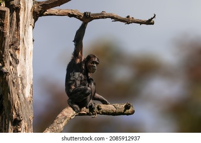 322 Chimps tanzania Images, Stock Photos & Vectors | Shutterstock