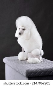 grey toy poodle