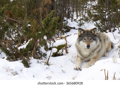 Sitting Wolf
