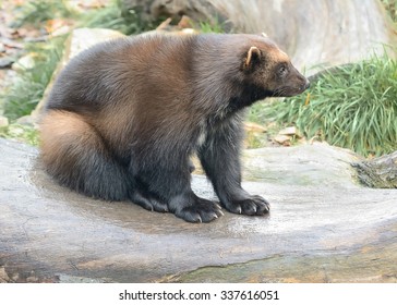 Sitting Wolverine (Gulo Gulo)
