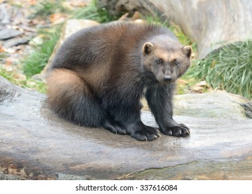 Sitting Wolverine (Gulo Gulo)