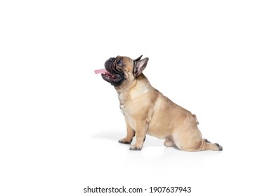 Sitting. Young French Bulldog is posing. Cute doggy or pet is playing, running and looking happy isolated on white background. Studio photoshot. Concept of motion, movement, action. Copyspace.