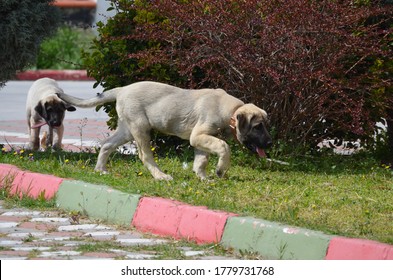 Turkish Kangal Dog の画像 写真素材 ベクター画像 Shutterstock