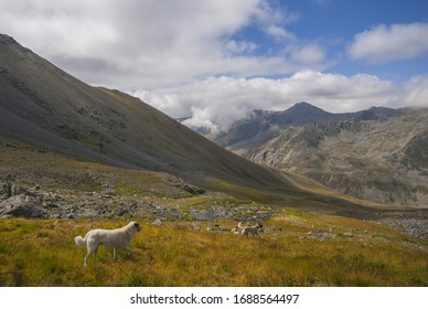 Sivas Kangal Dogs are watching around. Kackar Mountains, Rize / Turkey. - Powered by Shutterstock