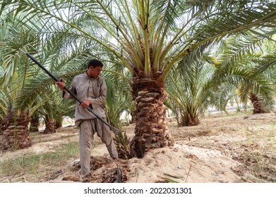 Siwa Oasis, Egypt. March 14th 2018 
A Local Siwian Farmer Tending To Palm Trees In The Remote Egyptian Oasis Town Of Siwa In The Great Sand Sea Near The Border With Libya. 
