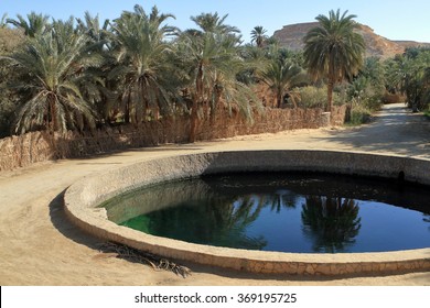 The Siwa Oasis In The Sahara In Egypt