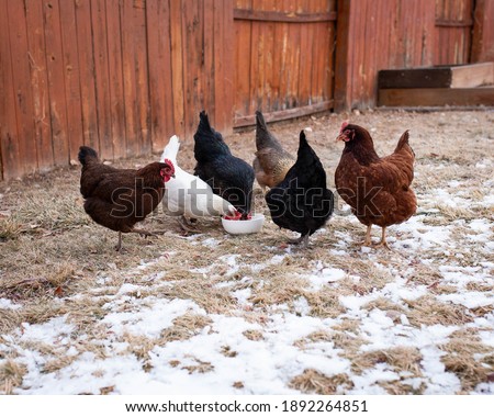 Six backyard chickens eating breakfast in the snow.