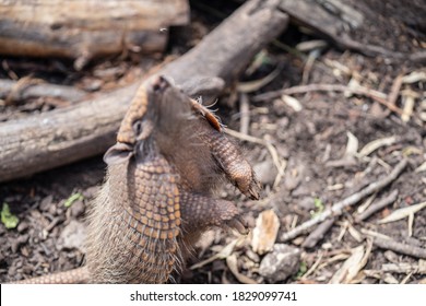 Six Banded Armadillo Euphractus Sexcinctus, Also Known As The Yellow Armadillo Catches A Fly. Motion Blur