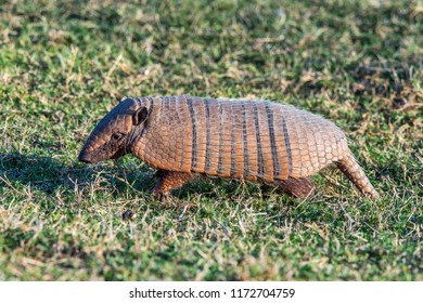 Six Banded Armadillo Photographed In Corumba, Mato Grosso Do Sul. Pantanal Biome. Picture Made In 2017.