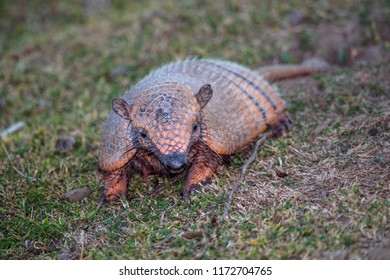 Six Banded Armadillo Photographed In Corumba, Mato Grosso Do Sul. Pantanal Biome. Picture Made In 2017.