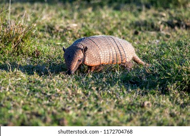 Six Banded Armadillo Photographed In Corumba, Mato Grosso Do Sul. Pantanal Biome. Picture Made In 2017.