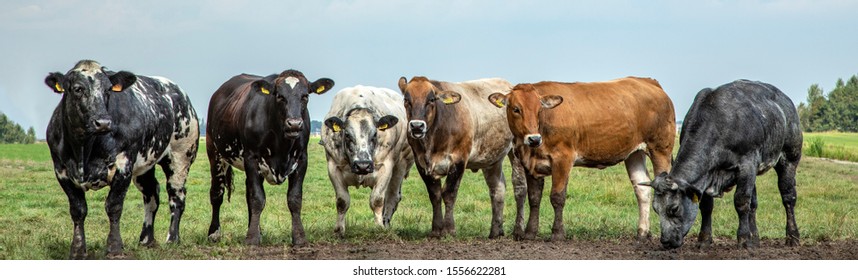 Six beef cows in a row in the field in the Netherlands. 