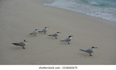 Six Birds Walking In The Beach. Cancun Mexico Beach