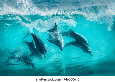 Six bottlenose dolphins surfing in waves at Sugarloaf Rocks Western Australia - Powered by Shutterstock