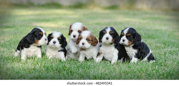 Six Cavalier King Charles Spaniel Puppies In The Garden