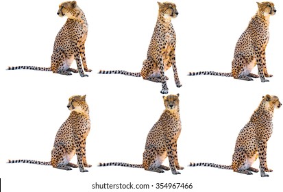 Six Cheetah Sitting Side View And Front View, On White Background, Isolated