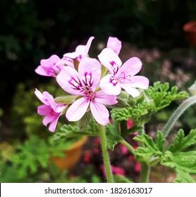 790 Citronella flower Images, Stock Photos & Vectors | Shutterstock