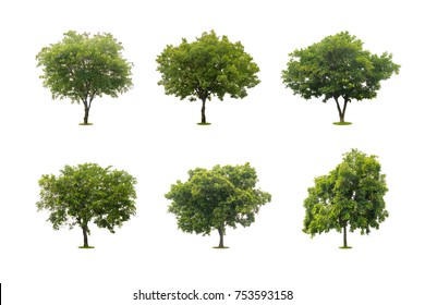 Six Collection Beautiful Green Tree Isolated Stock Photo 753593158 ...