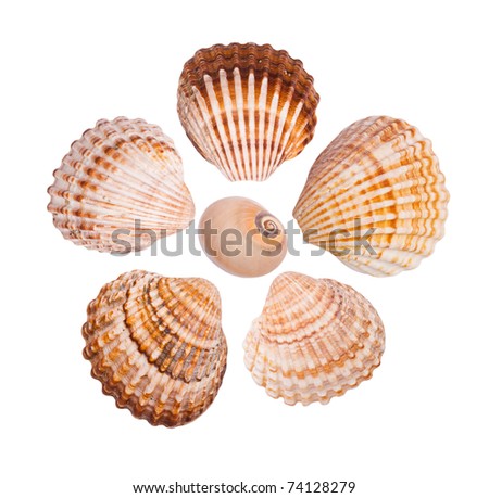 Six common cockle shells arranged in a flower shape, isolated on white background