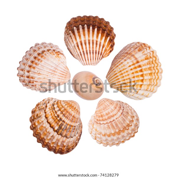 Six Common Cockle Shells Arranged Flower Stock Photo 74128279 ...