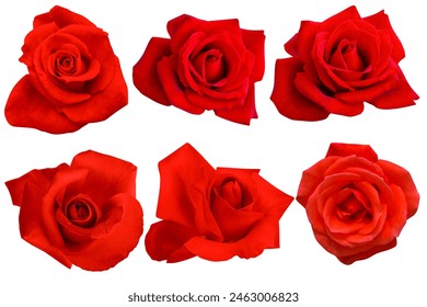 Six crimson roses blooming isolated on the white background.Photo with clipping path. - Powered by Shutterstock