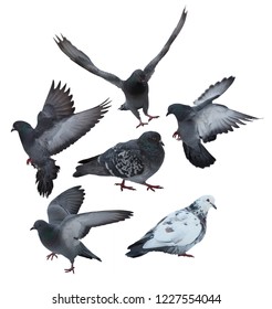 sechs Tauben einzeln auf weißem Hintergrund