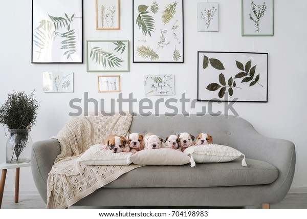 Photo De Stock De Six Chiots Bulldog Anglais Assis Sur Modifier