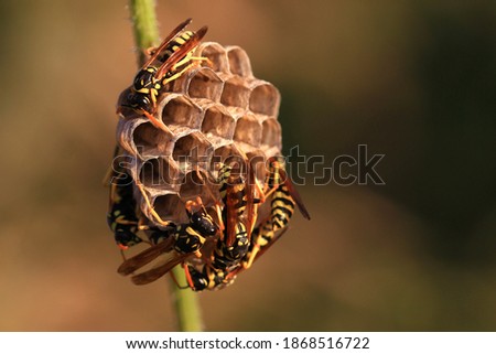 Six European paper wasps (polistes) keep busy on their nest (July, south of France)
