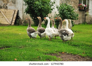 Six Geese