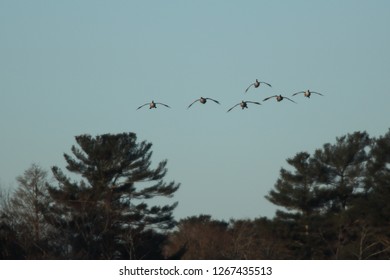 Six Geese In Flight Over Trees