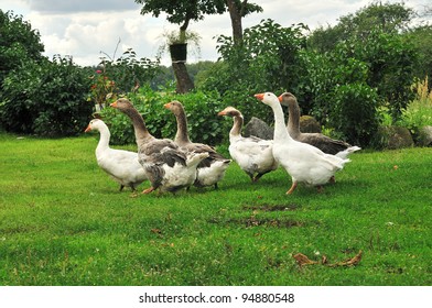 Six Geese In Garden