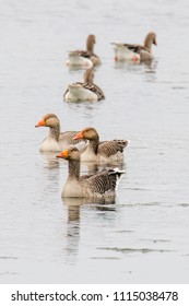 Six Geese On Calm Water