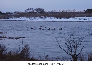 Six Geese Swimming