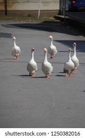 Six Geese Walking Towards Me