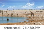Six Giraffe next to a waterhole, with a wildebeest wallowing and springbok drinking with zebra in the backround in Etosha National Park, Namibia, Africa