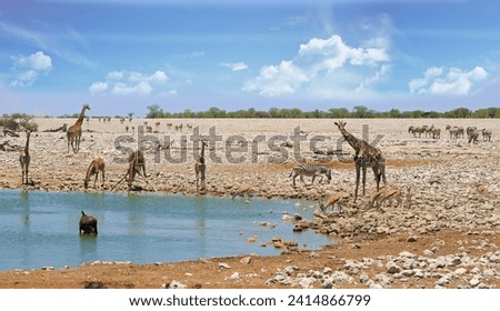 Six Giraffe next to a waterhole, with a wildebeest wallowing and springbok drinking with zebra in the backround in Etosha National Park, Namibia, Africa