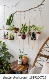 Six handmade cotton macrame plant hangers are hanging from a wood branch. The macrame have pots and plants inside them. There are decorations and shelves on the side with an egg chair and a table.